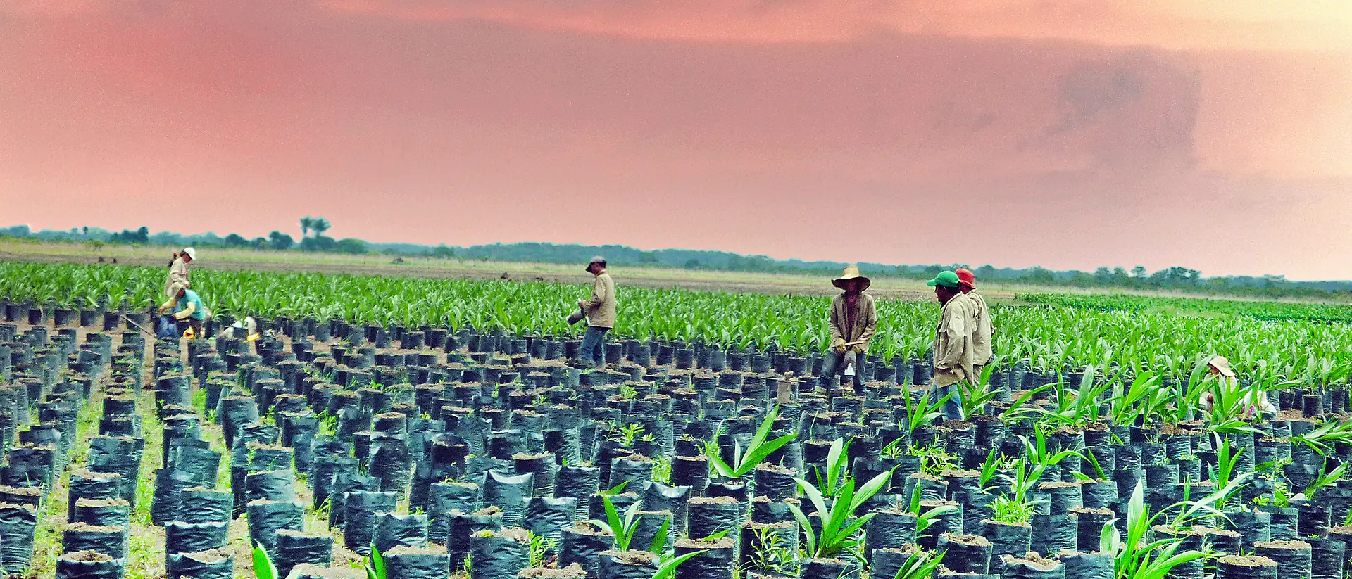 Pět kolumbijských farmářů, dodavatelů palmového oleje, na plantáži s mladými stromky palmy olejné